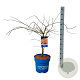 Acer Ice Dragon 100-125 cm 15L