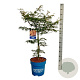 Acer Ice Dragon 100-125 cm 15L