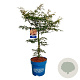Acer Ice Dragon 100-125 cm 15L