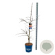 Acer Ice Dragon 125-150 cm 15L