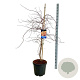 Acer Ice Dragon 125-150 cm 30L extra