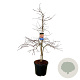 Acer Ice Dragon 150-175 cm cont. 55L extra