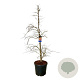 Acer Ice Dragon 200-225 cm cont. 55L extra