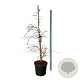 Acer Ice Dragon 200-225 cm cont. 55L extra
