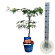 Acer Ice Dragon 40-50 cm 3,0L