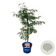 Acer Ice Dragon 50-60 cm 5,0L