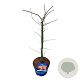 Acer Ice Dragon 50-60 cm 5,0L
