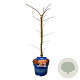 Acer Ice Dragon 50-60 cm 5,0L