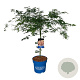 Acer Ice Dragon 80-100 cm 15L breed