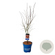 Acer North Wind 100-125 cm 15L