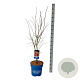 Acer North Wind 100-125 cm 15L