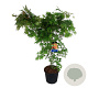 Acer North Wind 150-175 cm 30L extra