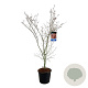 Acer North Wind 150-175 cm 30L extra