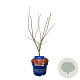 Acer North Wind 50-60 cm 5,0L