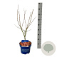 Acer North Wind 50-60 cm 5,0L