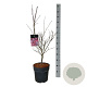 Acer pal. 'Atropurpureum' 60-80 cm P27