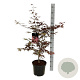 Acer pal. 'Bloodgood' 80-100 cm P27