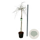 Acer pal. 'Dissectum' 160 cm stam 30L