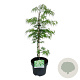 Acer pal. 'Dissectum' 50-60 cm 4,5L