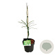 Acer pal. 'Dissectum' 50-60 cm 4,5L