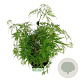 Acer pal. 'Dissectum' 50-60 cm 4,5L