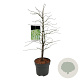 Acer pal. 'Dissectum' 80-100 cm P27