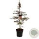 Acer pal. 'Garnet' 100-125 cm 14L