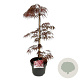 Acer pal. 'Garnet' 50-60 cm 4,5L