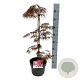 Acer pal. 'Garnet' 50-60 cm 4,5L