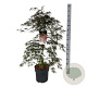 Acer pal. 'Garnet' 80-100 cm P27