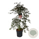 Acer pal. 'Garnet' 80-100 cm P27