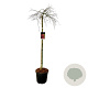 Acer pal. 'Orangeola' 160 cm stam 30L