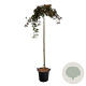 Acer pal. 'Orangeola' 160 cm stam 30L