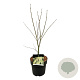 Acer pal. 'Osakazuki' 50-60 cm 4,5L