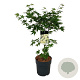 Acer pal. 'Osakazuki' 60-80 cm P27