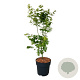 Acer palmatum 'Tsukawa Silloueth' 50-60 cm 4,5L