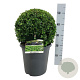 Buxus sempervirens 35 cm 7,5L bol