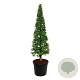 Carpinus betulus 175-200 cm cont. 90L