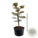 Carpinus betulus 225-250 cm cont. 500L bonsai