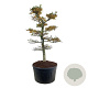 Carpinus betulus 225-250 cm cont. 500L bonsai