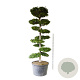 Carpinus betulus 250-300 cm cont. 500L bonsai