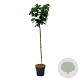 Cercis chinensis 'Avondale' 120 cm stam 15L