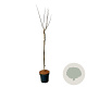 Cercis chinensis 'Avondale' 120 cm stam 15L