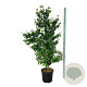 Cercidiphyllum japonicum 150-175 cm 30L extra
