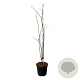Cladrastis kentukea 175-200 cm 30L extra