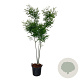 Cladrastis kentukea 175-200 cm 30L extra