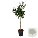 Corylus 'Red Majestic' 90 cm stam cont. 55L extra
