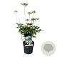 Enkianthus campanulatus 60-80 cm