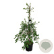 Exochorda 'The Bride' 170-200 cm cont. 55L extra