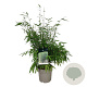Fargesia nitida 'Gansu 95/2' 60-80 cm 6L